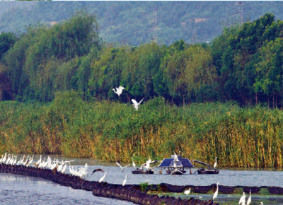 宜兴南滆湖湿地